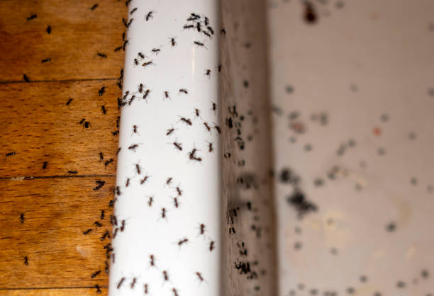 Best Pest Inspection Near Me  in Garrett, IN